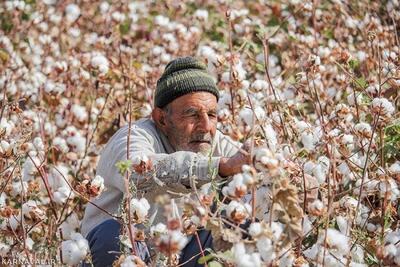 واردات پنبه با ارز نیمایی قدرت رقابت را از تولیدکنندگان کشور گرفته است