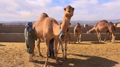 بافق میزبان اولین کنگره بین‌المللی شتر