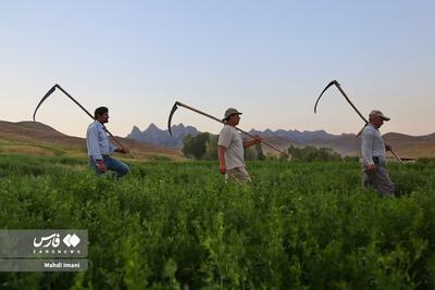 (تصاویر) «برداشت یونجه» از مزارع اَهَر