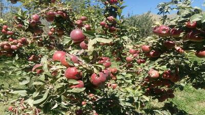 فیلمی از به ثمر رسیدن سیب بر روی درختان روستای چهاربست باغ