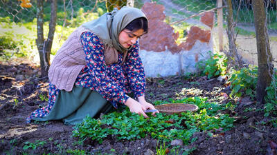 (ویدئو) پخت خورشت کدو حلوایی (کوی تره) به روش بانوی روستایی گیلانی