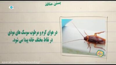 نکته های خانه داری : سوسک کابینت