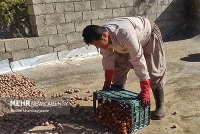 سالانه ۱۵۰۰ تن گردو در باغات ایلام برداشت می شود