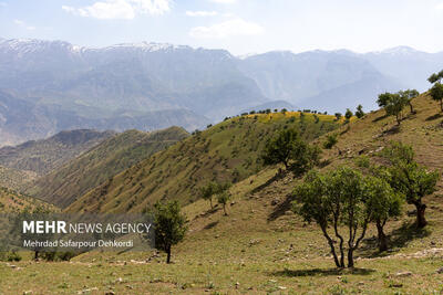 بررسی وضعیت جنگل‌های کردستان توسط مسوولان کشوری