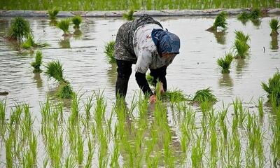 هشدار سازمان هواشناسی به کشاورزان و عشایر برای سه روز آینده