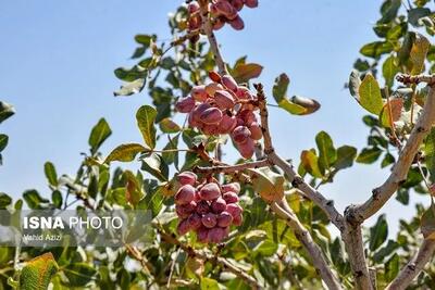 کاهش ۱۰ درصدی طلای سبز ایران