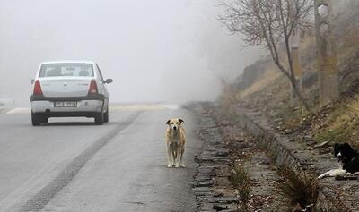 مه‌گرفتگی در چالوس / بارش باران در هراز و فیروزکوه