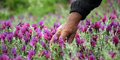 آشنایی عشایر دیناران با کشت گیاهان دارویی