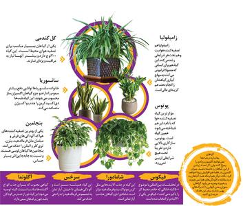 این گیاهان آپارتمانی آلودگی خانه را از بین می برند