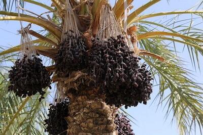 سیستان و بلوچستان رتبه نخست تولید خرمای کشور