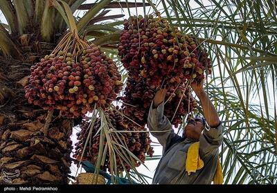 تولید 23 تن خرما در نخیلات لرستان - تسنیم