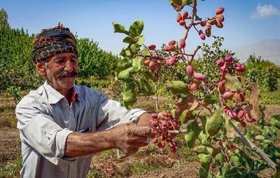 جایگزینی پسته با محصولات پرآب‌بر در آذربایجان غربی