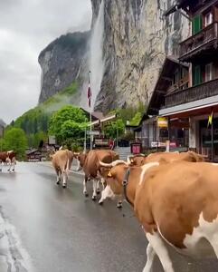 خوشبخت‌ترین گاوهای جهان؛ گشت‌وگذار در خیابان‌های دره لاتربرونن در سوئیس با منظره‌ای بی‌نظیر