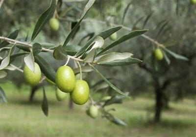 چرا و چگونه اسرائیل به جنگ درختان زیتون فلسطینیان رفته است؟