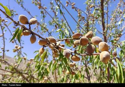 آغاز برداشت بادام دیم در باغات استان چهارمحال و بختیاری- عکس صفحه استان تسنیم | Tasnim