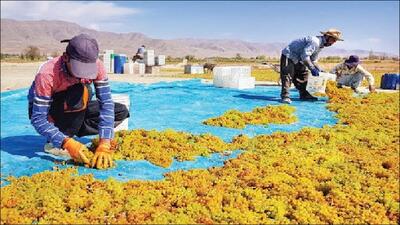 پیش بینی تولید ۲۰ هزار تن کشمش در خراسان شمالی