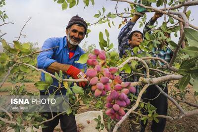 (تصاویر) برداشت پسته از باغات کرمان