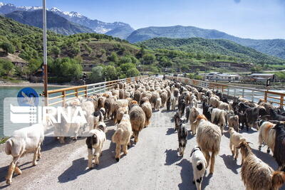 پایان استثنایی چرای دام در مراتع ییلاقی مازندران