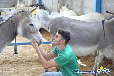 این جوان «سلطان خر» ایران است | یک خر و ١۵٠ خاطرخواه ! | روزنو