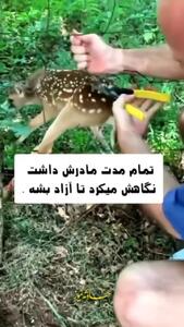 (ویدئو) کمک خواستن گوزن از انسان‌ها برای نجات فرزندش