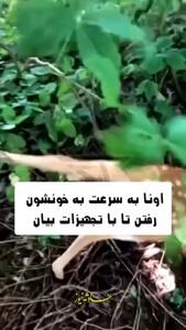 کمک خواستن گوزن از انسان‌ها برای نجات فرزندش!