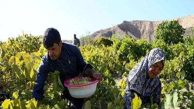 ۶۰ درصد باغ های خراسان شمالی در انتظار احیا و اصلاح