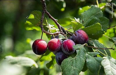 عکس/ برداشت آلو از باغات شهمیرزاد سمنان