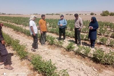 مزارع کشت پاییزه گوجه‌فرنگی در دشتستان پایش شد