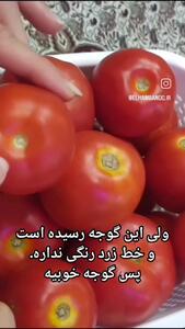 نکات مهم در انتخاب گوجه فرنگی + فیلم