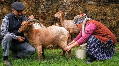 (ویدئو) دوشیدن شیر بز و تهیه پنیر محلی به روش زوج روستایی آذربایجانی