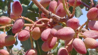 پیش‌بینی برداشت ۵هزار و ۲۰۰ تن پسته از باغات شهرستان زاهدان