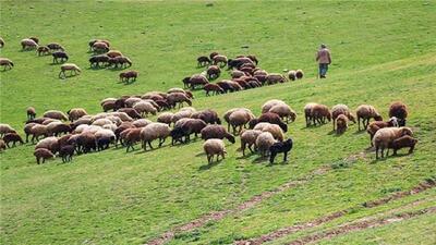 از بین رفتن رویش گیاهان مرتعی با عدم خروج به موقع عشایر از مراتع