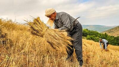 ۶۷ هزار و ۶۷۵ میلیارد ریال مطالبات گندم کاران لرستانی تسویه شد