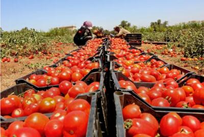 یدیعوت آحارونوت: اردن دیگر گوجه فرنگی به رژیم صهیونیستی صادر نمی‌کند