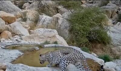 ببینید / تصاویری دیدنی از آب خوردن یک قلاده پلنگ در بوشهر