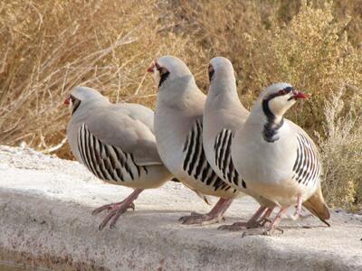 این پرنده به جای پرواز، می پرد