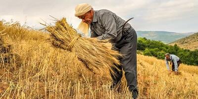 پرداخت ۹۶ درصد مطالبات گندم‌کاران کهگیلویه و بویراحمد