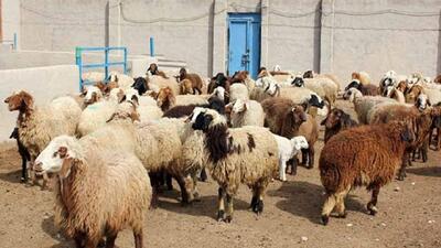 انهدام باند ۶ نفره سارقان زورگیر احشام در سیرجان 