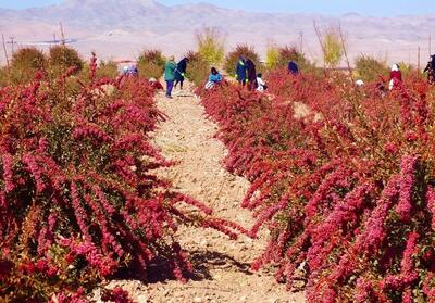 تصاویر جذاب از مزارع زرشک در خراسان جنوبی