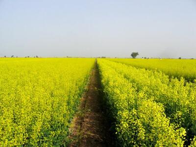 سهم ۱۰۰ درصدی تولید بذر هیبرید بهاره کلزای کشور در اختیار استان خوزستان است