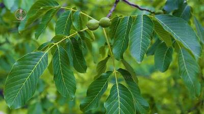 چگونه درختان گردو را شناسایی کنیم - پوپونیک