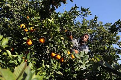 خرید توافقی مرکبات در مازندران