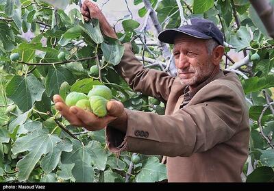 گردش مالی 1.5 هزار میلیارد تومانی باغات انجیر معمولان - تسنیم