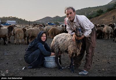 پلدختر میزبان 10 هزار عشایر ایران با یک‌ میلیون رأس دام - تسنیم