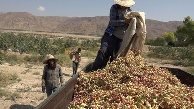 آغاز برداشت پسته در شهرستان حاجی آباد