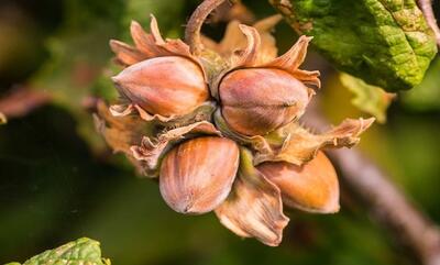 روش کاشت فندق تازه در گلدان؛ یک تجربه عالی برای شما