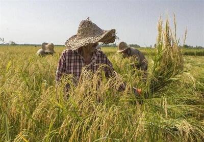 بزرگ‌ترین پالایشگاه برنج با سرمایه‌گذاری ۲۵۰ میلیاردی تاسیس می‌شود