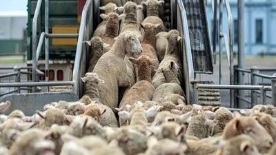 قیمت دام زنده امروز ۸ مهر ۱۴۰۳/ دام سبک در کدام استان ارزان تر  است؟