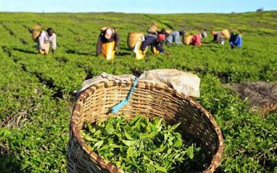 دستور عارف برای پرداخت مطالبات چایکاران