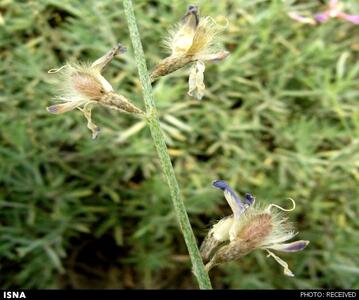 گونه اقتصادی «گون کرندی» منبعی برای تولید علوفه و احیای مراتع